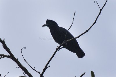 Umbrellabird