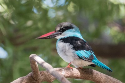 Blue breasted king fischer