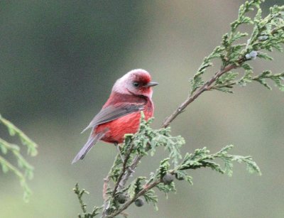 Pink headed warbler