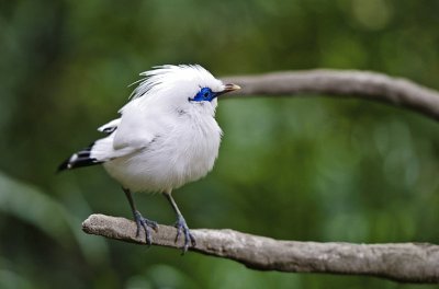 Bali myna