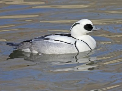 Anatra pesciaiola