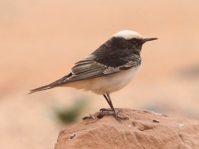 Hooded wheatear