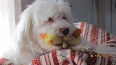 a boy and his duck