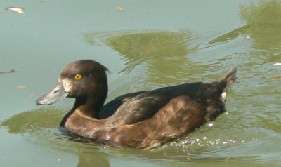 Anatra moretta femmina