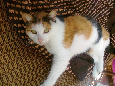 British shorthair calico