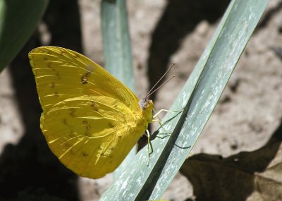 Orange barred sulphur