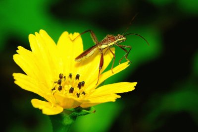 Riportus linearis