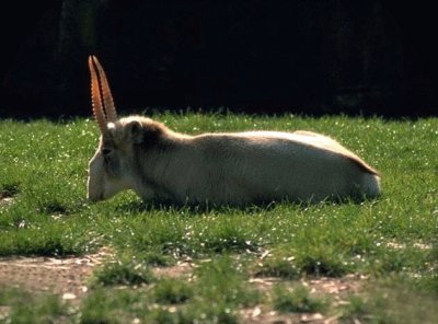 Saiga