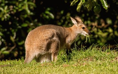 Wallaby delle rocce