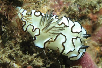 Glossodoris astromarginata