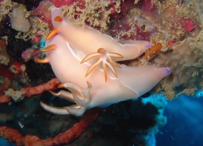 Hypsecolodoris bullocki