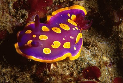 Chromodoris luteorosea