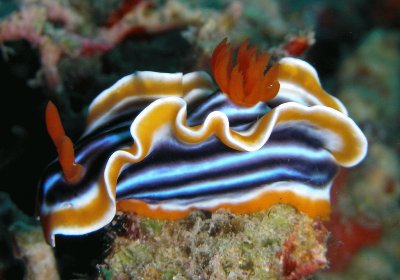 Chromodoris quadricolor