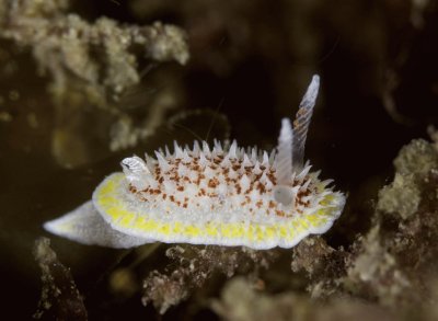 Diaporodoris luteocincta