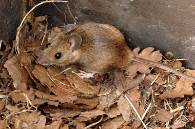 Apodemus flavicollis