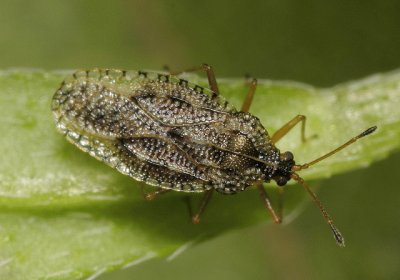 Dictyla convergens