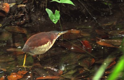 Tarabusino orientale