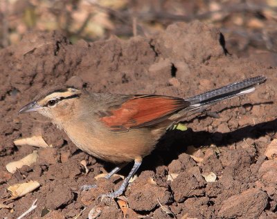 Brown crownedt chagra