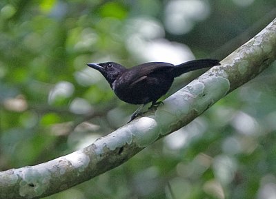 Sooty boubou