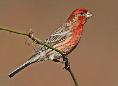 Ciuffolotto messicano