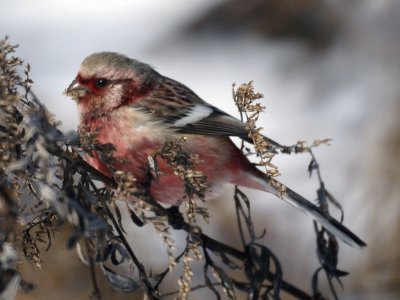 Ciuffolotto siberiano