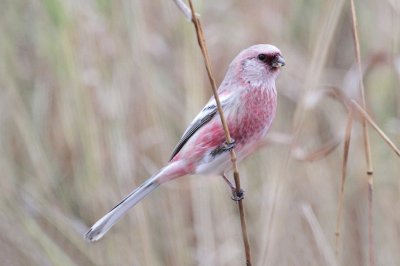 Ciuffolotto rosato codalunga