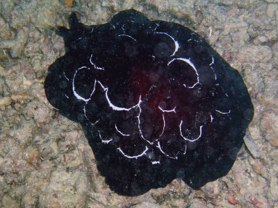 Pleurobranchus forskam