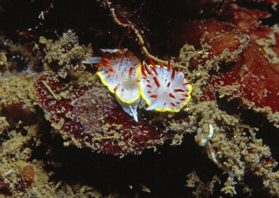 Diaphorodoris papillata