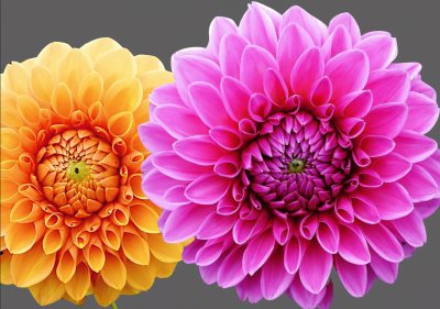 Dahlias