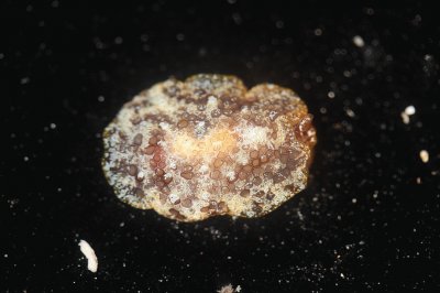 Pleurobranchus aerolatus