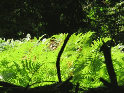 ferns