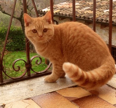 British shorthair rosso