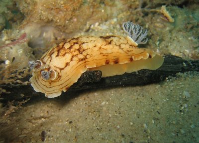 Aphelodoris varia