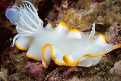 Ardeodoris egretta