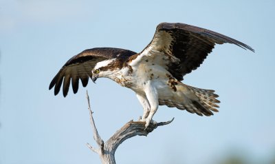 Osprey