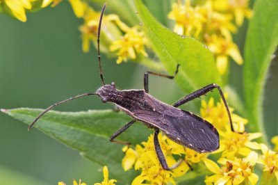 Alydus pilosulus