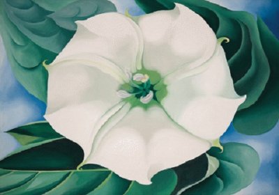 Jimson Weed