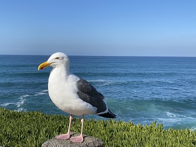 San Diego beach