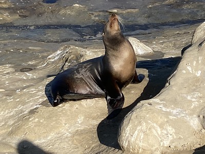 Sea lions