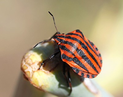 Graphosoma italicum