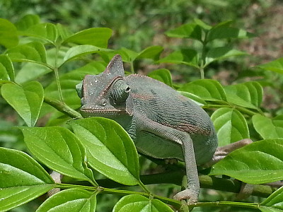 Camaleonte calyptraus