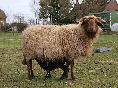 Roux du valais