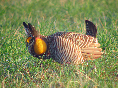 Gallo prataiolo maggiore