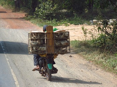 CAMBODIA