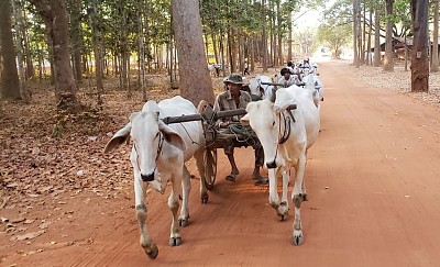 CAMBODIA Siem Reap