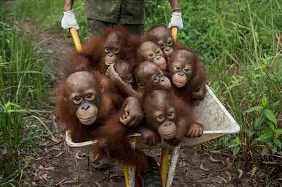 orangutanes