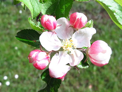 malus malus