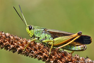 Locusta delle torbiere