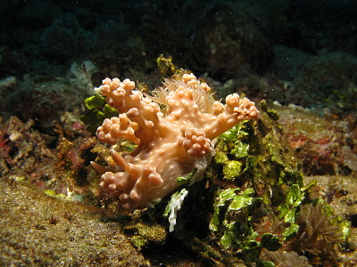 Ceratosoma alleni