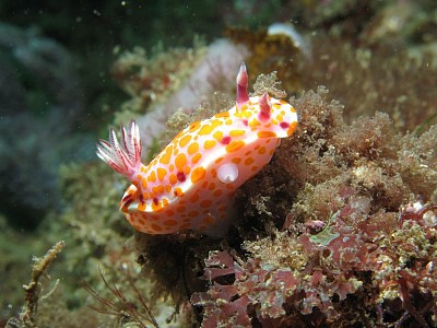 Ceratosoma amoenum